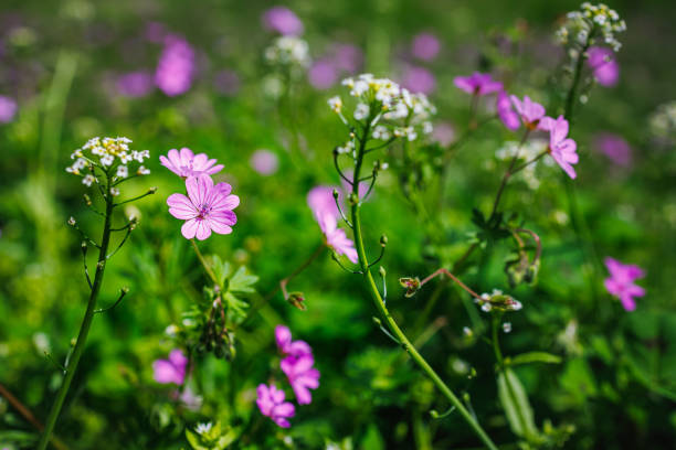 Focus on pink wild geranium growing with tiny white flowers, springtime in deep woods