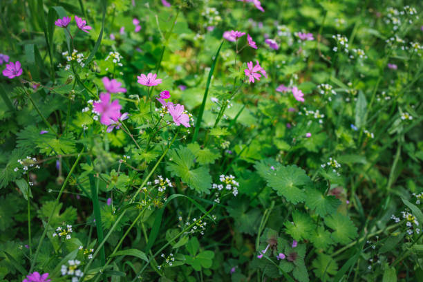 Focus on pink wild geranium growing freely with tiny white flowers and other self seeded plants, springtime in deep woods