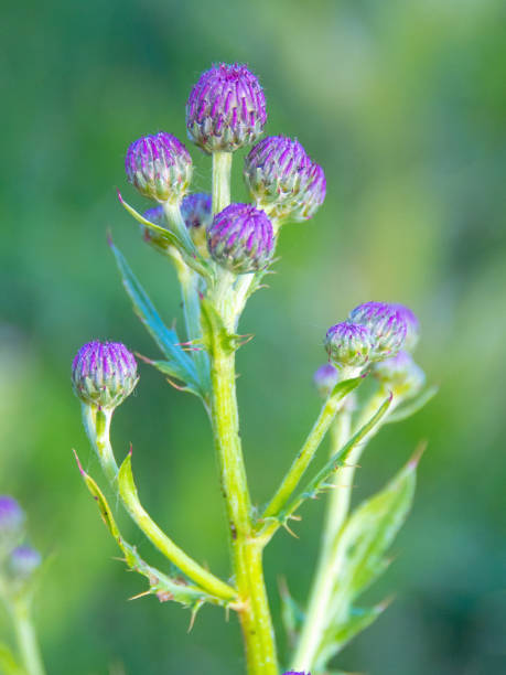 istock Budding spring wildflowers-Howard County, Indiana 1404416709