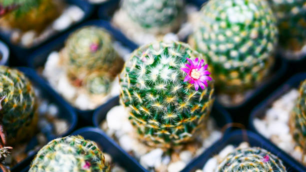 istock Cactus and succulents house plants 1404417248