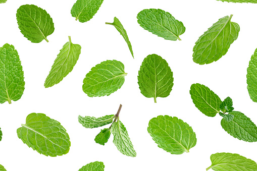 Seamless pattern of green mint leaves on white background. High quality photo
