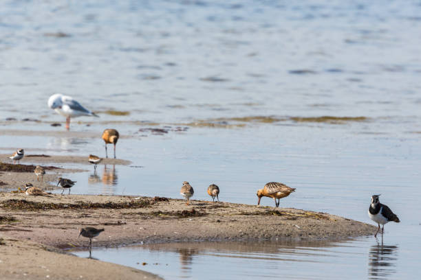 istock Shorebirds at the beach 1404418035
