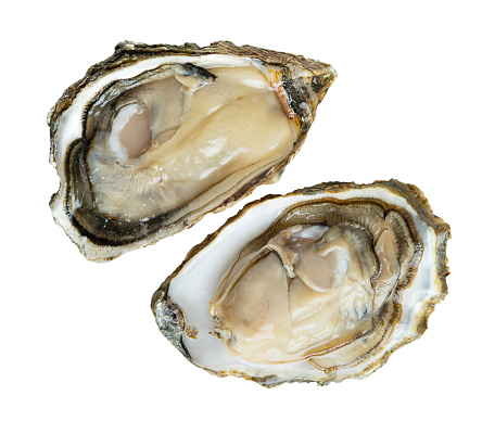 Open oysters isolated on white background with clipping path. High quality phot