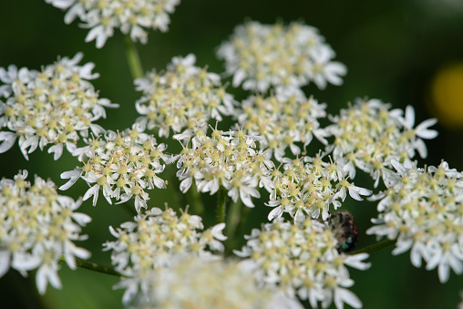 Wild Angelica or Forest Angelica also called Herbe aux anges or Sylvestre Angelica