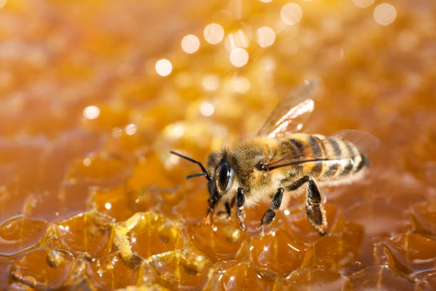 istock Closeup view of fresh honeycomb with bee 1404419470