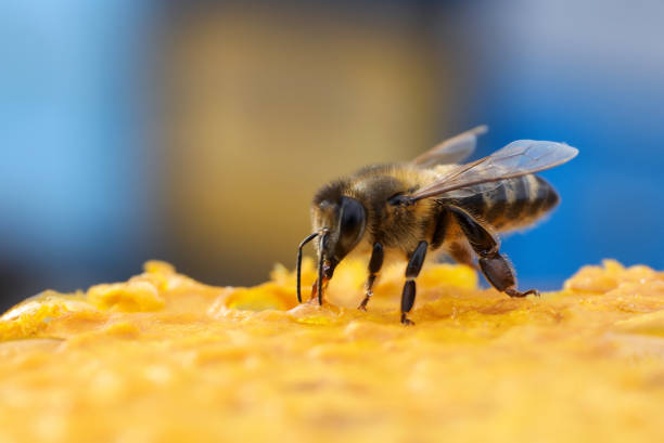 istock Closeup view of fresh honeycomb with bee against blurred background 1404419475