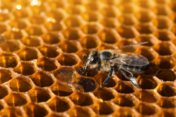 istock Closeup view of fresh honeycomb with bee 1404419483