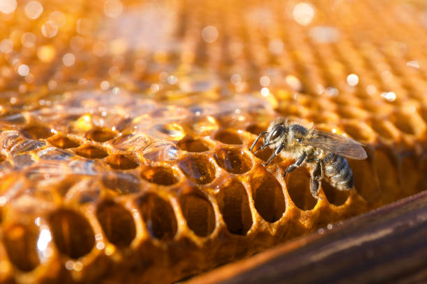 istock Closeup view of honeycomb frame with bee 1404419527