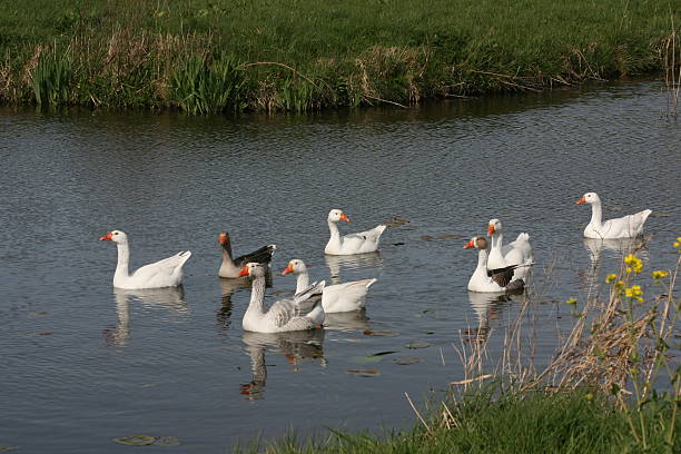 istock Day in the park - group of Gooses 140441959