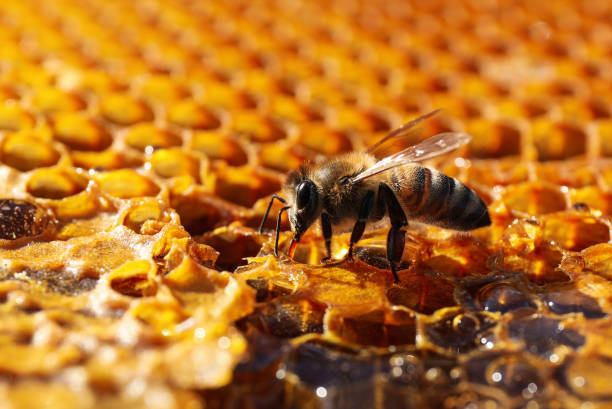 istock Closeup view of fresh honeycomb with bee 1404419612