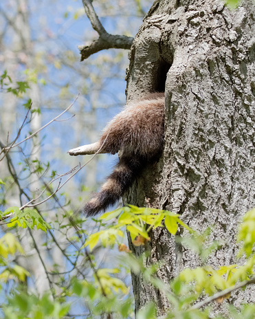 The leg and tail of a raccoon that is sleeping in a tree.