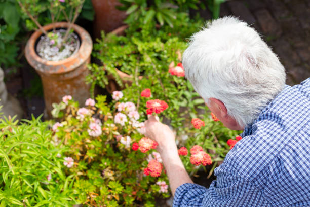 Senior man working in the garden