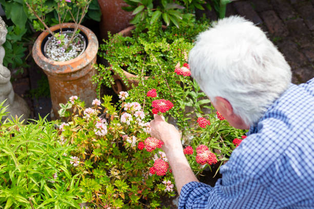 istock Senior man working in the garden 1404420554