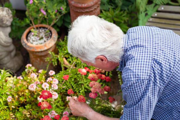istock Senior man working in the garden 1404420573