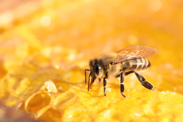 istock Closeup view of fresh honeycomb with bee 1404420970