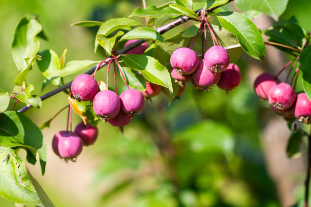 Small red apples on the lush green trees