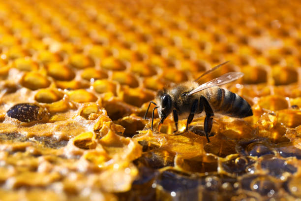 istock Closeup view of fresh honeycomb with bee 1404422427