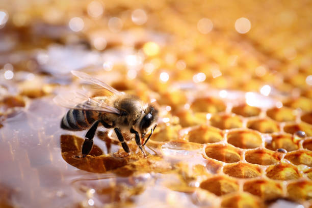 vista de cerca del panal fresco con abeja - miel fotografías e imágenes de stock