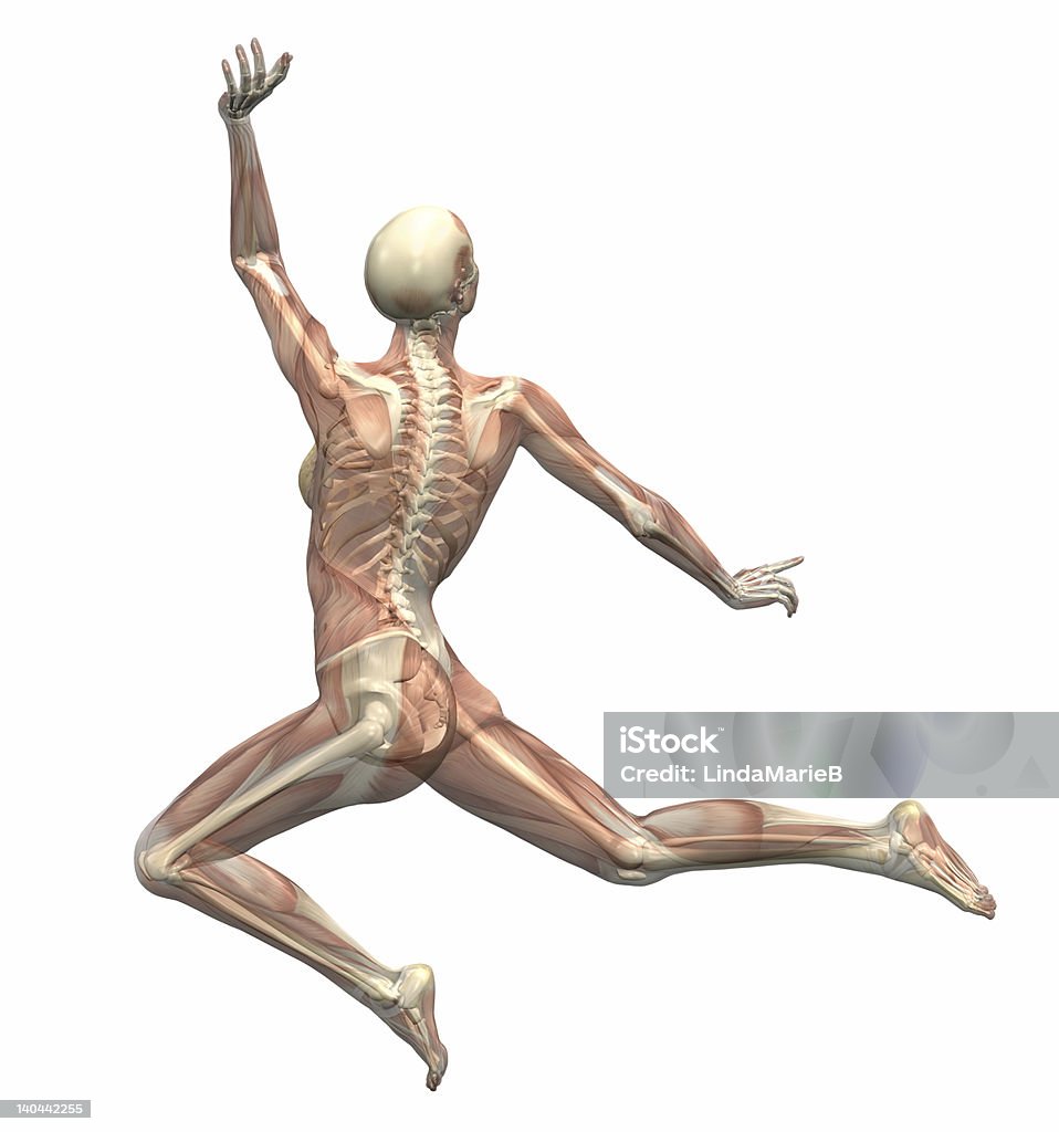 Anatomia in movimento del salto della Donna 1 - Foto stock royalty-free di Anatomia umana