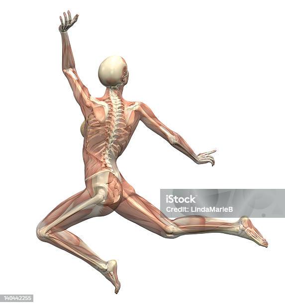 Anatomia In Movimento Del Salto Della Donna 1 - Fotografie stock e altre immagini di Anatomia umana - Anatomia umana, Ballerina - Ballerino, Adulto