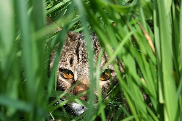 Eyes peeking between perk of grass staring