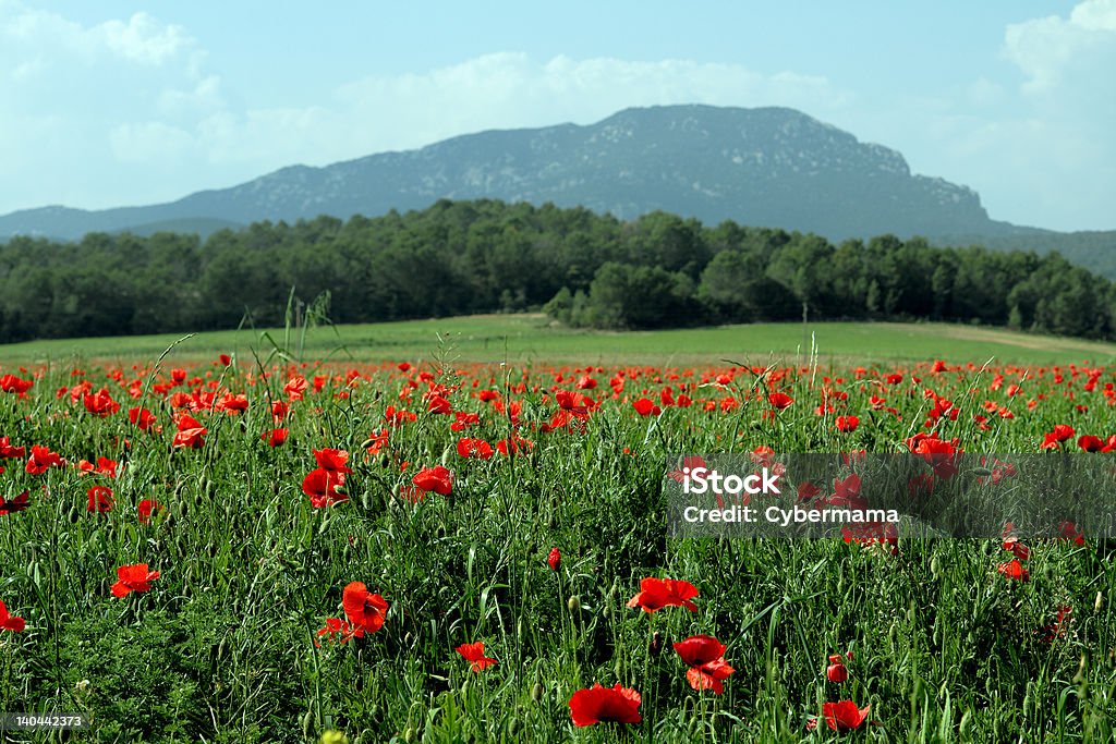 Poppies - Foto de stock de Amapola - Planta libre de derechos