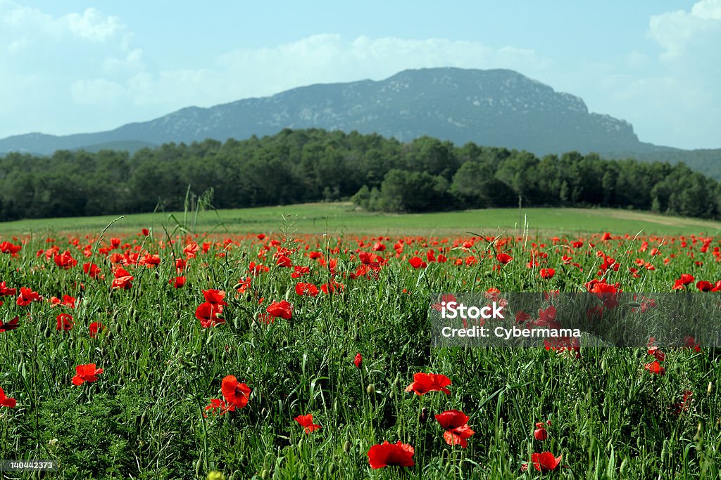 Poppies - Foto stock royalty-free di Linguadoca-Rossiglione