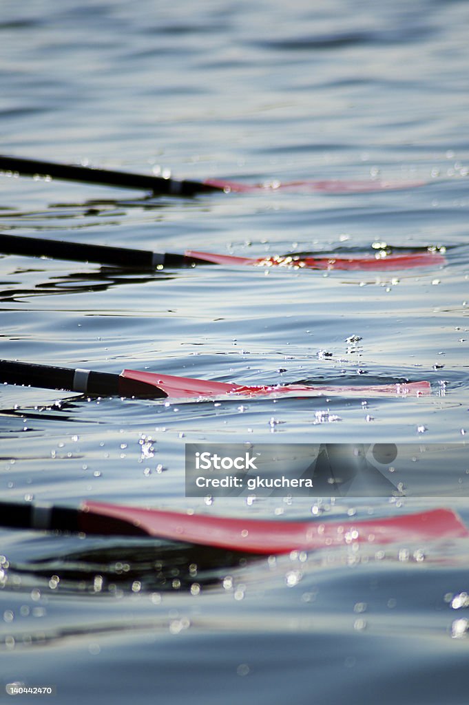 Oars in the Water Oars from rowing competition lie in water Oar Stock Photo