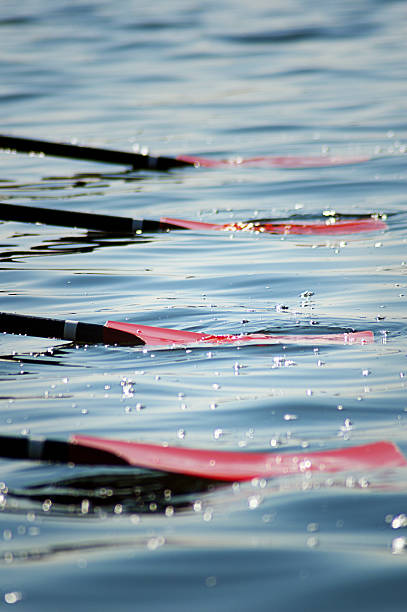 Oars in the Water stock photo