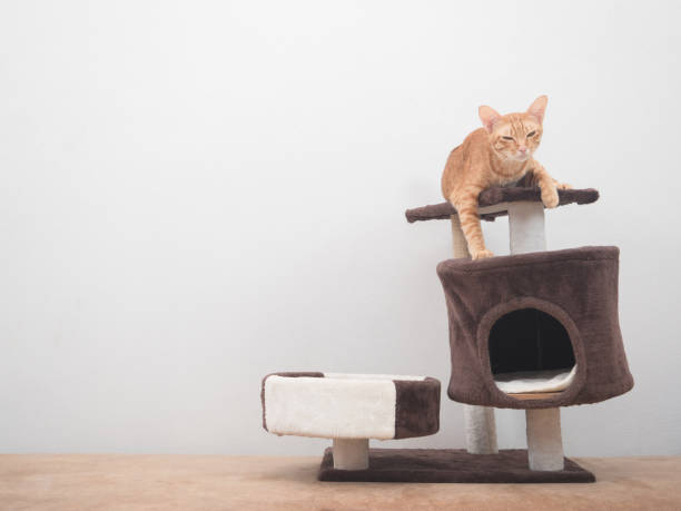 istock Cute cat lay on cat condo feeling sleepy on white wall background 1404424709