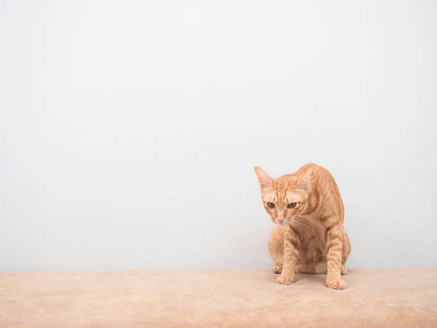 istock Orange cat sitting on sofa at home white background 1404424908