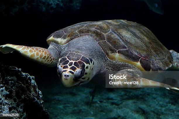 Loggerhad Shell Turtle Loggerhead Sea Turtle Stock Photo - Download Image Now - Loggerhead ...