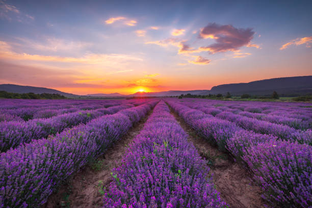 istock Lavender flower blooming fields in endless rows. Sunset shot. 1404425630