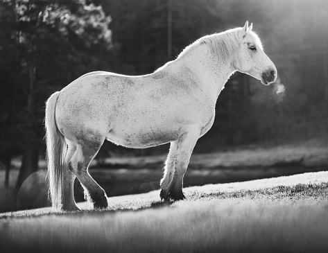 Horses grazing on pasture at misty sunrise Black and White