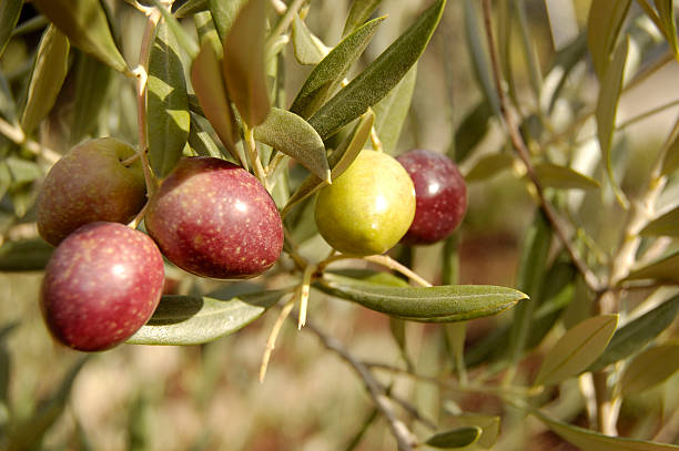 branchens with olives branchens with olives jaen stock pictures, royalty-free photos & images