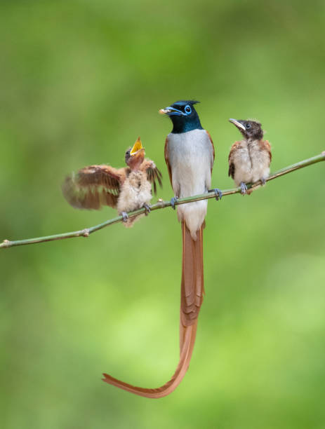 Indian paradise flycatcher Indian paradise flycatcher Bird Photo with kid eutrichomyias rowleyi stock pictures, royalty-free photos & images