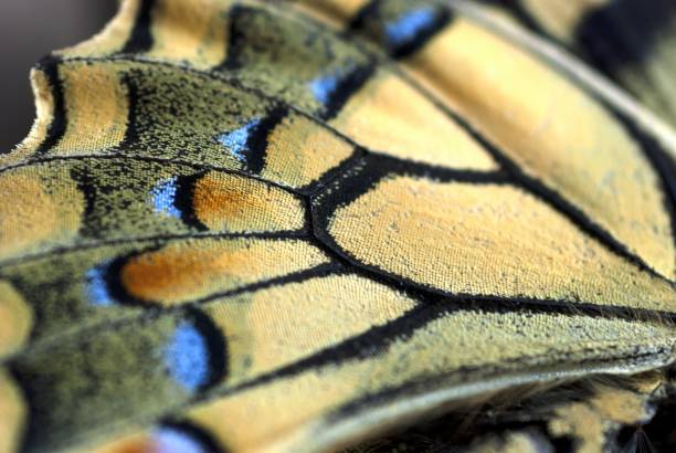 mise au point sélective, macrophotographie des écailles colorées des ailes du papillon iphiclides podalirius, nom commun rare papillon - scarce swallowtail photos et images de collection