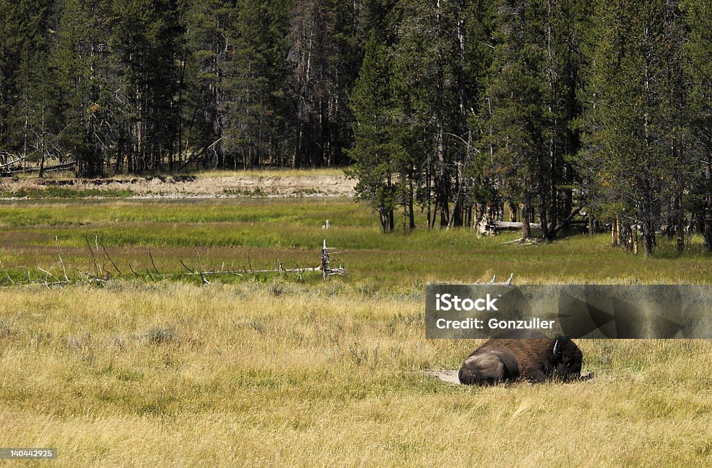 Yellowstone Bison - Lizenzfrei Amerikanischer Bison Stock-Foto