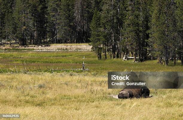 Foto de Bisão De Yellowstone e mais fotos de stock de Animal - Animal, Bisão Americano, Campo