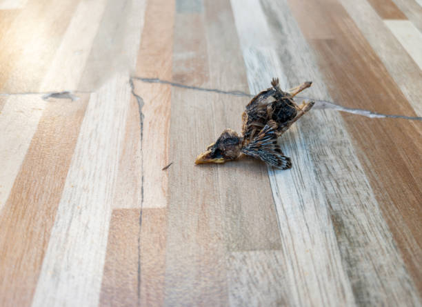 el cadáver de un pájaro recién nacido seco en la baldosa del piso cerca de la casa urbana. - accident animal bird animal body fotografías e imágenes de stock