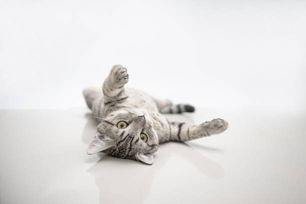 istock A young straight Scottish gray cat lying and looking on the floor. 1404430490
