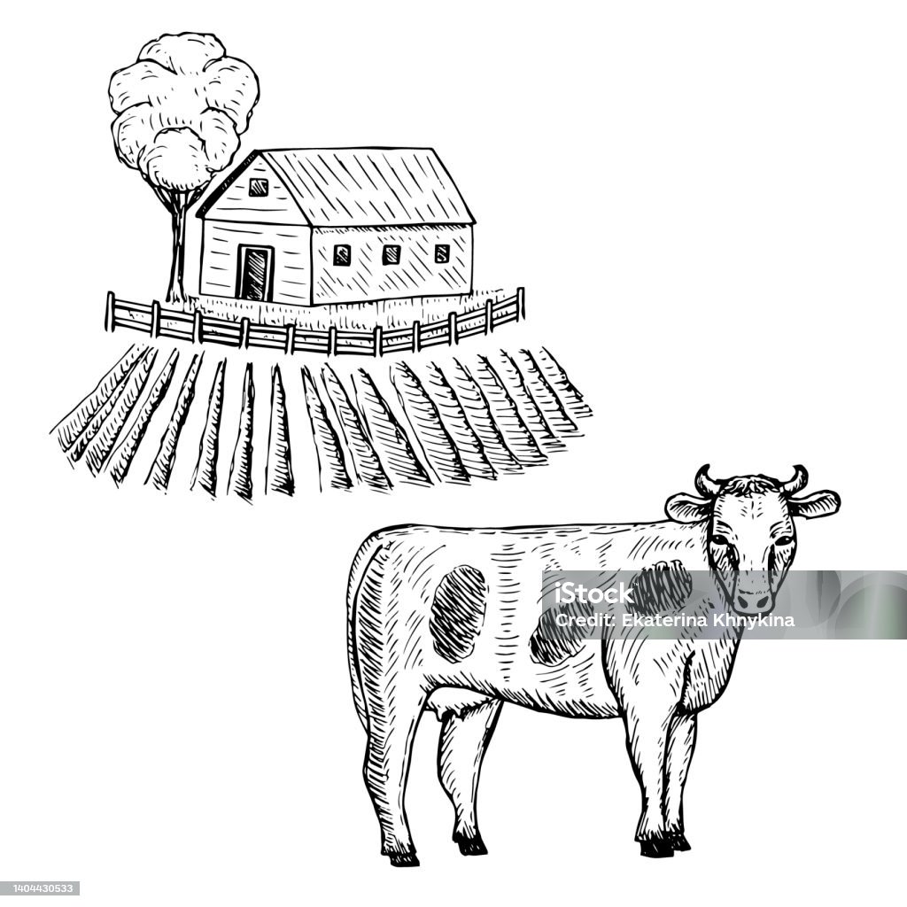 Sapi Seketsa Ilustrasi Vektor Peternakan Dan Sapi Sketsa Gambar Tangan Ilustrasi ...
