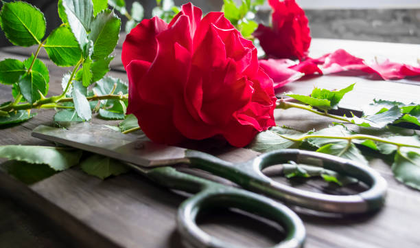 przycinanie róży nożyczkami na stole. drewniany stół, nożyczki, róża herbaciana i wiele zielonych liści. przygotowanie róży na bukiet. - rose bouquet red rose tea company red zdjęcia i obrazy z banku zdjęć