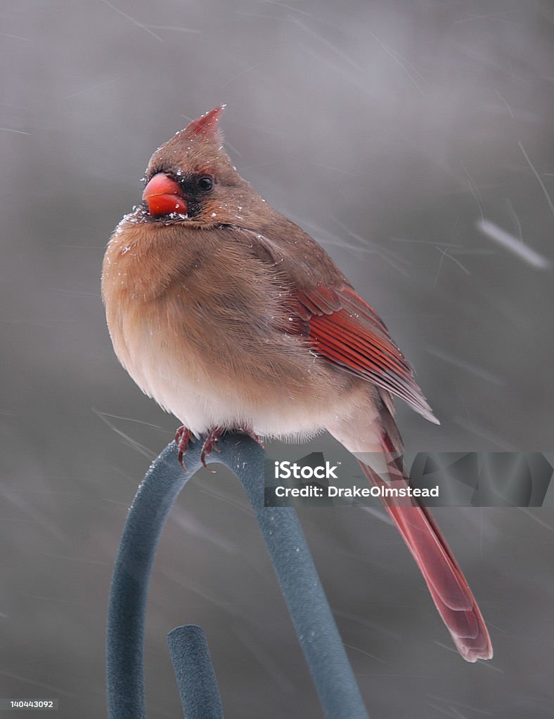 Cardinal Bracing Against The Wind                               A cold winter day in Michigan, with a strong wind and snow. This little gal was all puffed up to stay warm. Bird Stock Photo