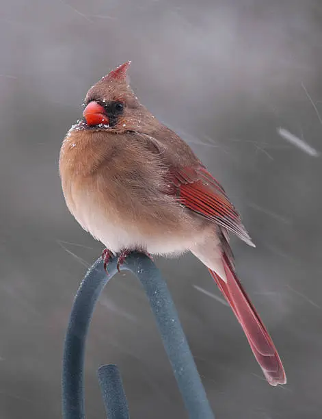                               A cold winter day in Michigan, with a strong wind and snow. This little gal was all puffed up to stay warm.