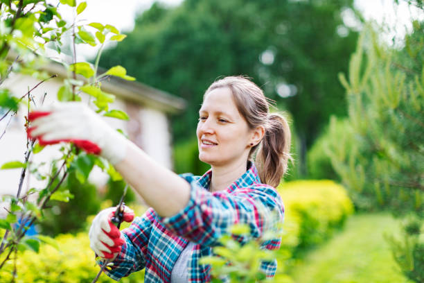 Young Woman Trimming  Bushes