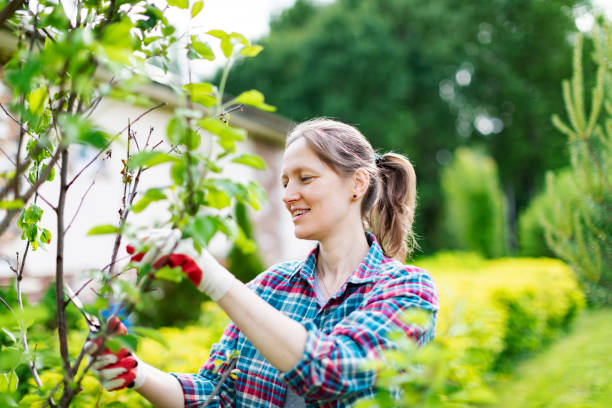 istock Young Woman Trimming  Bushes 1404432170