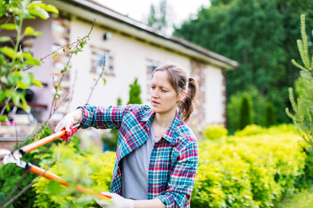 istock Young Woman Trimming  Bushes 1404432194