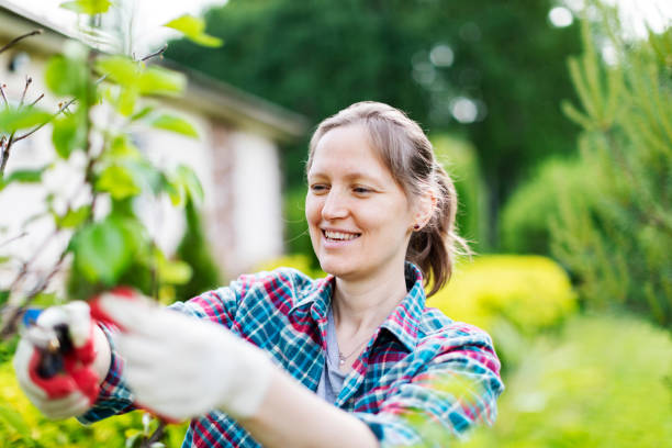 istock Young Woman Trimming  Bushes 1404432351