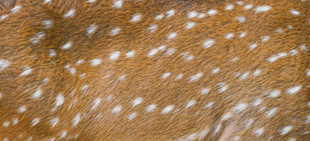 istock textured of axis deer fur 1404432775